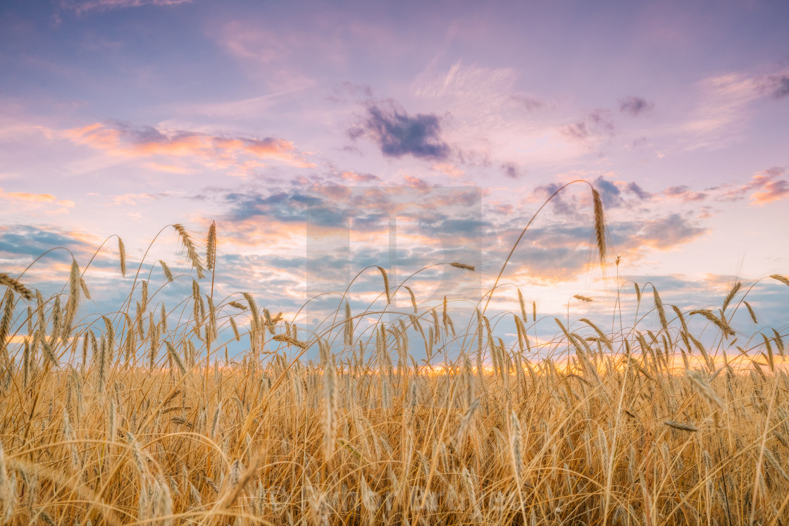 подпись фото в поле пшеницы
